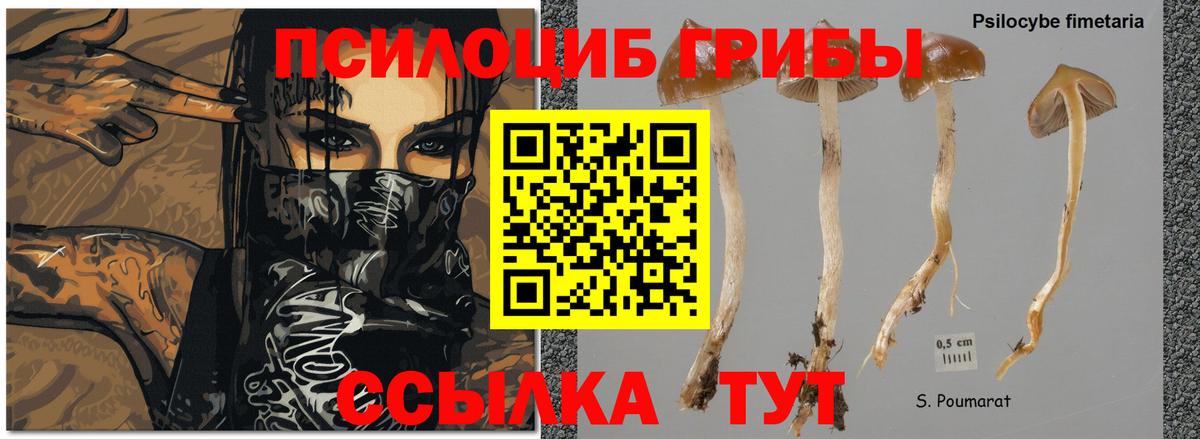 Галлюциногенные грибы Psilocybine cubensis Гулькевичи